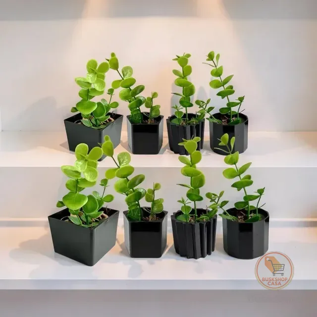 Kit 8 Vasinhos Decoração Com Plantinhas