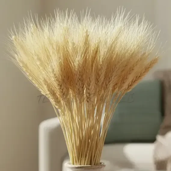 150 Hastes Trigo Seco Decoração Buque Arranjo Desidratada Palha